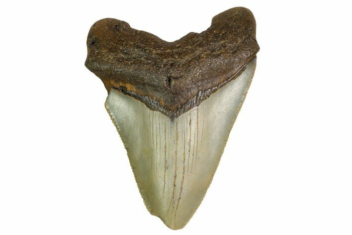 Bargain, Megalodon Tooth - North Carolina #152923